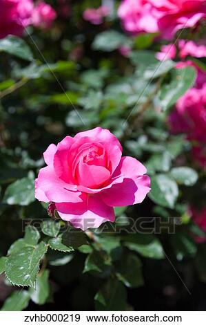 Stock Photo - Rose flower. Fotosearch