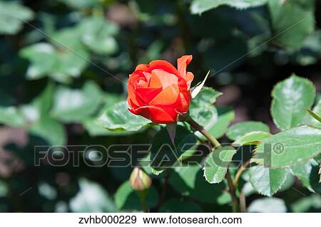 Stock Photo - Rose flower. Fotosearch
