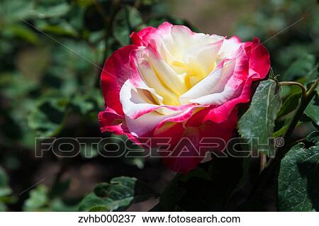 Stock Photo - Rose flower. Fotosearch
