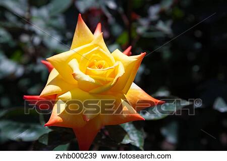 Rose flower View Large Photo Image Stock Photo - Rose flower. Fotosearch