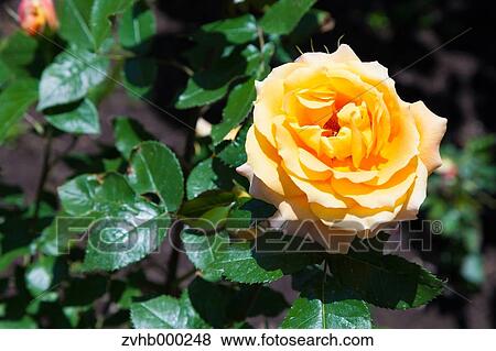 Rose flower View Large Photo Image Stock Photo - Rose flower. Fotosearch