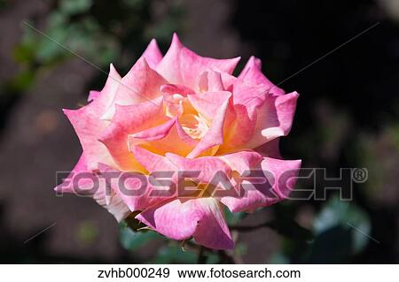 Stock Photo - Rose flower. Fotosearch