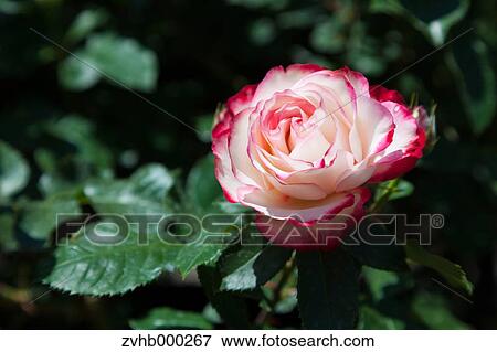 Rose flower View Large Photo Image Stock Photo - Rose flower. Fotosearch