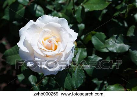 Stock Photo - Rose flower. Fotosearch