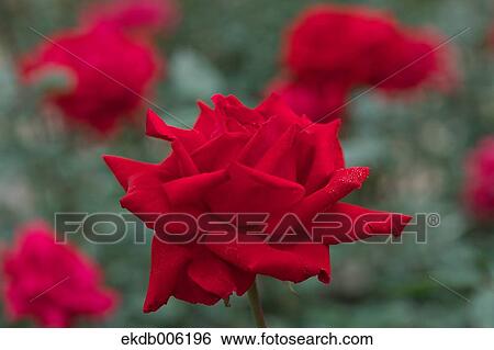 Rose flower View Large Photo Image Stock Photograph - Rose flower. Fotosearch