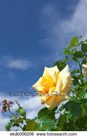 Rose flower View Large Photo Image Stock Photograph - Rose flower. Fotosearch