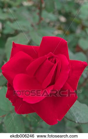Rose flower View Large Photo Image Stock Photograph - Rose flower. Fotosearch
