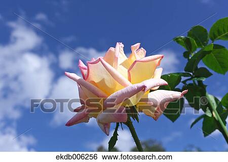 Rose flower View Large Photo Image Stock Photograph - Rose flower. Fotosearch