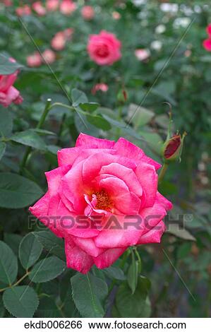 Rose flower View Large Photo Image Stock Photograph - Rose flower. Fotosearch