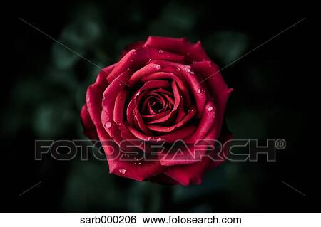 Rose flower View Large Photo Image Stock Photograph - Rose flower. Fotosearch