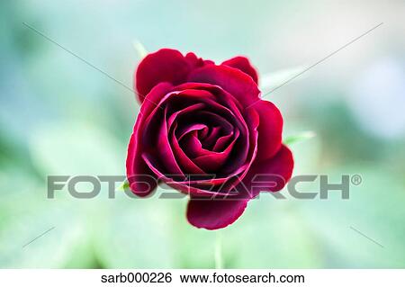 Rose flower View Large Photo Image Stock Photograph - Rose flower. Fotosearch