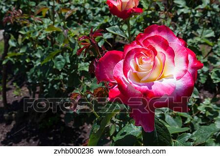 Stock Photograph - Rose flower. Fotosearch