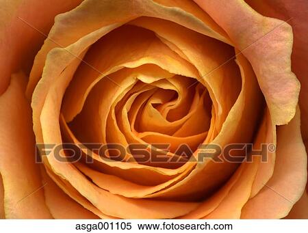 Rose flower View Large Photo Image Stock Photography - Rose flower. Fotosearch
