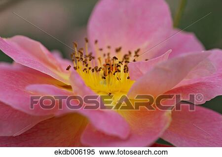 Rose flower View Large Photo Image Stock Photography - Rose flower. Fotosearch