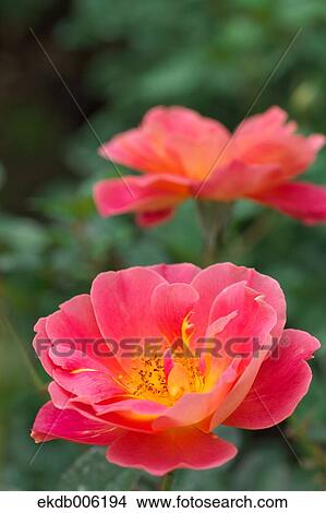Rose flowers View Large Photo Image Picture - Rose flowers. Fotosearch