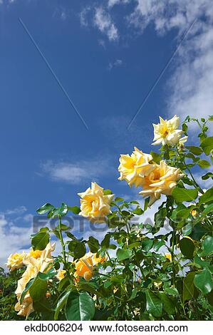 Rose flowers View Large Photo Image Picture - Rose flowers. Fotosearch