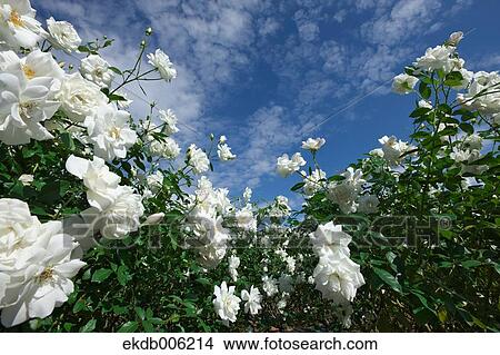 Rose flowers View Large Photo Image Picture - Rose flowers. Fotosearch