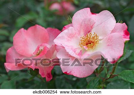 Rose flowers View Large Photo Image Picture - Rose flowers. Fotosearch