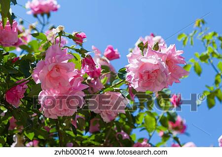 Picture - Rose flowers. Fotosearch