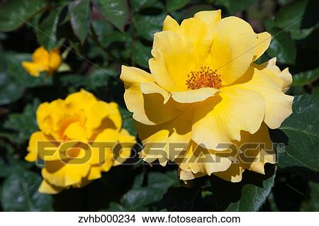 Picture - Rose flowers. Fotosearch