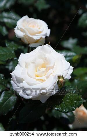 Picture - Rose flowers. Fotosearch