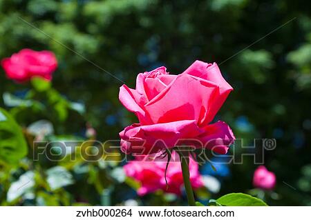 Picture - Rose flowers. Fotosearch