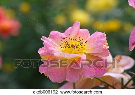 Rose flowers View Large Photo Image Stock Image - Rose flowers. Fotosearch