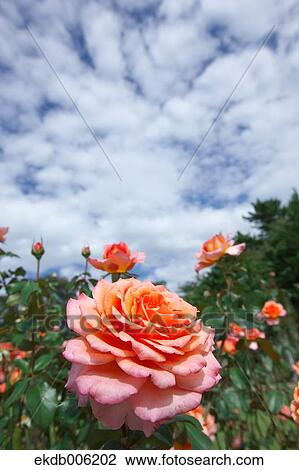 Rose flowers View Large Photo Image Stock Image - Rose flowers. Fotosearch