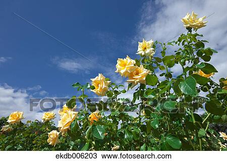 Rose flowers View Large Photo Image Stock Image - Rose flowers. Fotosearch