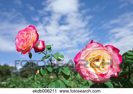 Stock Image - Rose flowers. Fotosearch