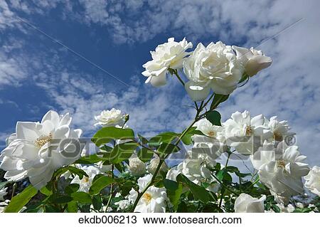 Rose flowers View Large Photo Image Stock Image - Rose flowers. Fotosearch