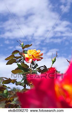 Rose flowers View Large Photo Image Stock Image - Rose flowers. Fotosearch