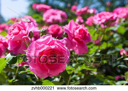 Stock Image - Rose flowers. Fotosearch