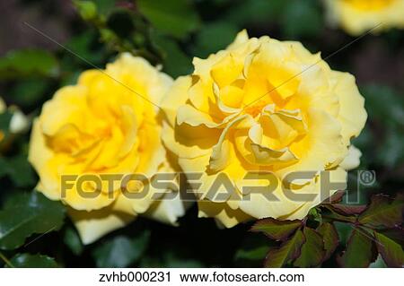 Rose flowers View Large Photo Image Stock Image - Rose flowers. Fotosearch
