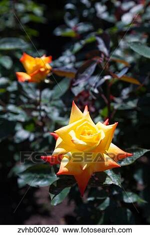 Stock Image - Rose flowers. Fotosearch