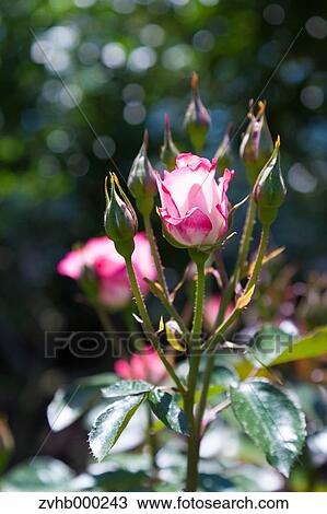 Rose flowers View Large Photo Image Stock Image - Rose flowers. Fotosearch