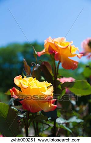 Stock Image - Rose flowers. Fotosearch