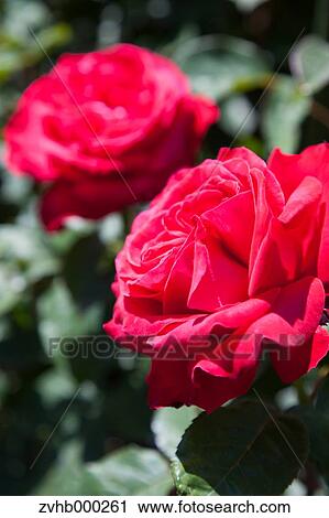 Stock Image - Rose flowers. Fotosearch