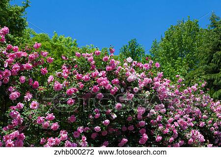 Stock Image - Rose flowers. Fotosearch