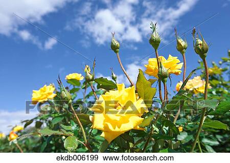 Rose flowers View Large Photo Image Stock Photo - Rose flowers. Fotosearch