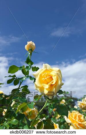 Rose flowers View Large Photo Image Stock Photo - Rose flowers. Fotosearch