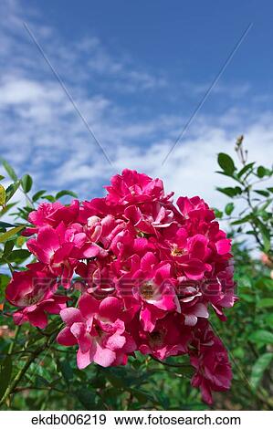 Rose flowers View Large Photo Image Stock Photo - Rose flowers. Fotosearch