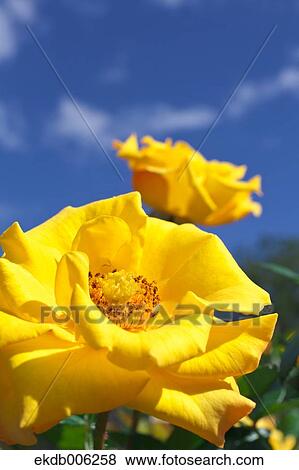 Rose flowers View Large Photo Image Stock Photo - Rose flowers. Fotosearch