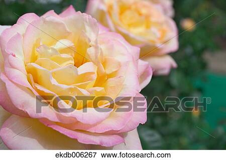 Rose flowers View Large Photo Image Stock Photo - Rose flowers. Fotosearch