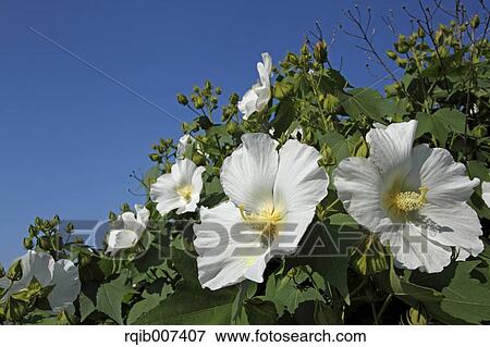 Stock Photo - Rose flowers. Fotosearch