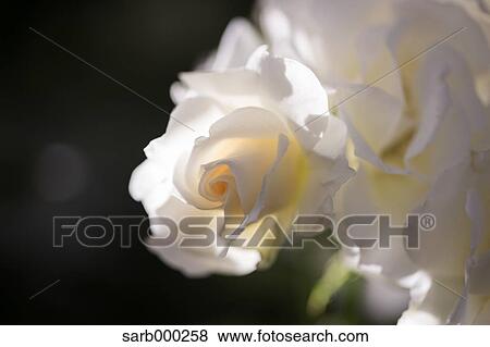 Rose flowers View Large Photo Image Stock Photo - Rose flowers. Fotosearch