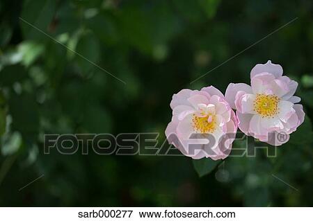 Rose flowers View Large Photo Image Stock Photo - Rose flowers. Fotosearch