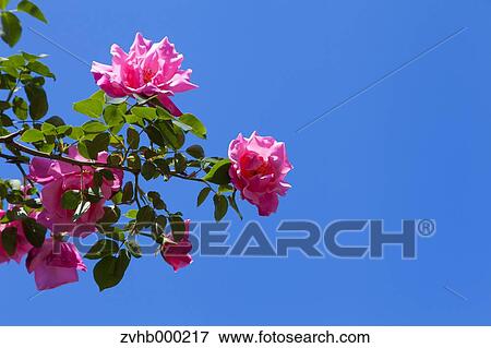 Rose flowers View Large Photo Image Stock Photo - Rose flowers. Fotosearch