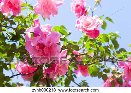 Stock Photo - Rose flowers. Fotosearch