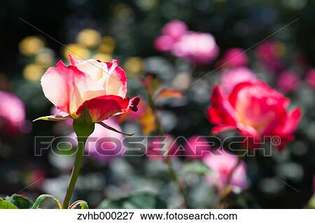 Rose flowers View Large Photo Image Stock Photo - Rose flowers. Fotosearch